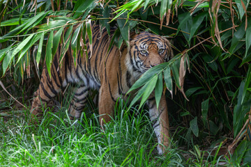 A tiger is prowling  in the bush