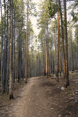 Path through the mountain forest