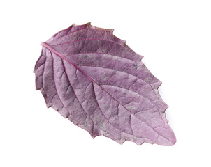 Fresh basil leaf on white background