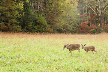 White Tail Deer Cades Cove Great Smoky Mountains National Park Tennessee