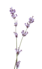 Beautiful lavender flowers on white background