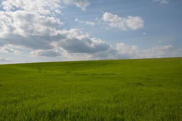 Obraz premium green field and blue sky