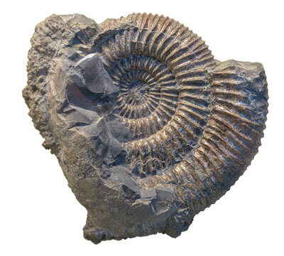 Cephalopod mollusk - ammonit speetoniceras inversum