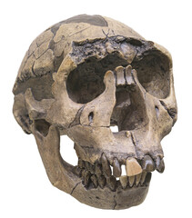 Skull of Homo ergaster.