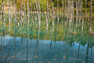 黄葉の木々を映す秋の青い池　美瑛町
