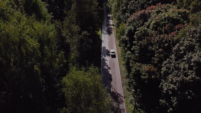 Жигули едет по лесу
