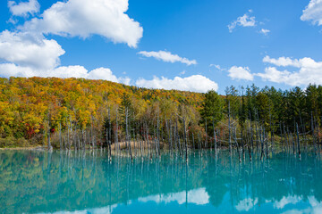 青空を映す秋の青い池　美瑛町
