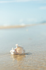 砂浜と貝殻