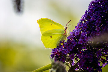 butterfly on a flower