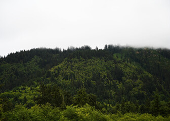 Lush green forest with pine and deciduous trees with gray mist and clouds above the mountain top 