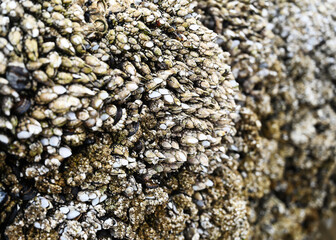 Mussel bunches on sea rock beside ocean. Yellow and white with black accents