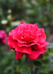 Hot pink rose in full bloom with ruffled petals in rose garden