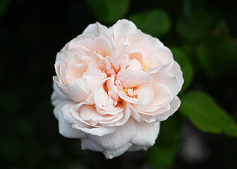 White rose with pink towards the center in full bloom with tight petal clusters on green leafed background