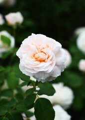 Blooming white rose with orange and pink center with more white roses behind