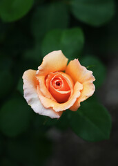 Budding orange rose with white accents on dark green leaf background with tight orange center