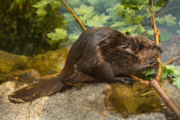 The Eurasian beaver (Castor fiber). - obrazy, fototapety, plakaty