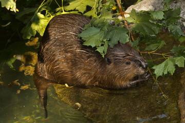 The Eurasian beaver (Castor fiber).