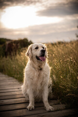 Golden retriever in its maximum splendor