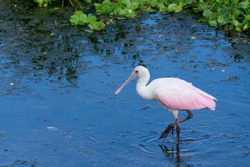 Roseate Spoonbill
