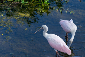 Roseate Spoonbill