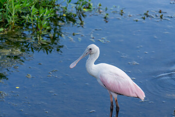 Obraz premium Roseate Spoonbill