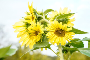 Unique, multi head, white lite sunflower growing outdoors.