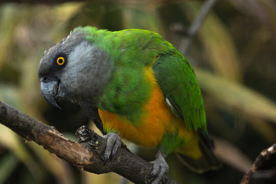 The Senegal parrot (Poicephalus senegalus).