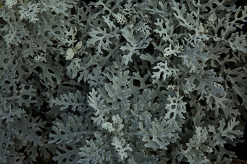  The silver ragwort, dusty miller (Jacobaea maritima).