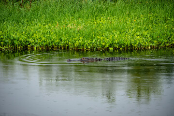Swimming Alligator