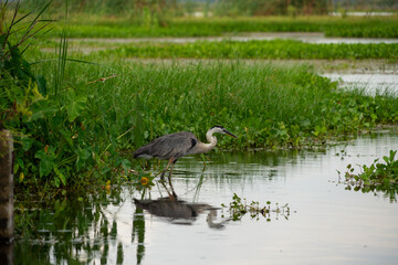 Blue Heron