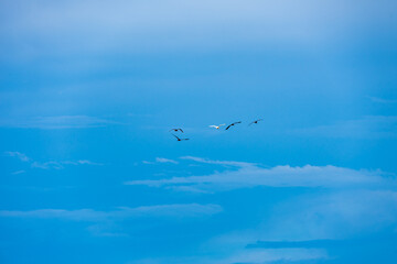 Flying Birds