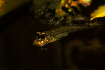 The Pearse's mudskipper (Periophthalmus novemradiatus).