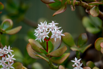 Jade plant in bloom with tiny white and pink flowers