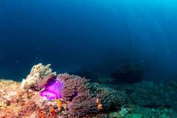 Sea life in Thailand 