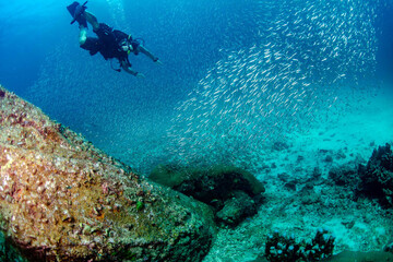 Sea life in Thailand 