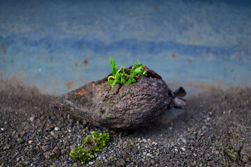 guayaba seca germinando
