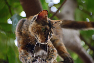 gatita jugando en &aacute;rbol