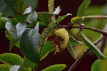 fest&iacute;n de abejas