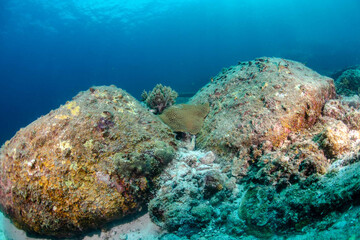 Fototapeta na wymiar Diving in the Thailand ocean