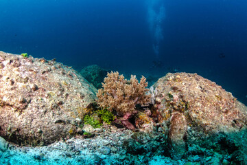 Naklejka na ściany i meble Diving in the Thailand ocean