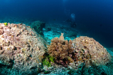 Naklejka na ściany i meble Diving in the Thailand ocean