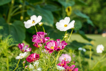 Obraz premium Two toned seashell cosmos flowers growing outdoors. Flower garden in Western Pennsylvania.