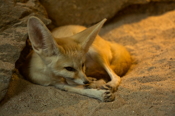 The fennec fox (Vulpes zerda).