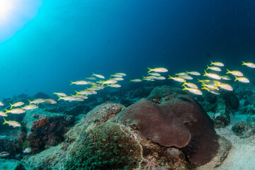 Naklejka na ściany i meble Scuba Diving in the Thailand sea 