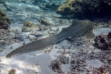 Scuba Diving in the Thailand sea 