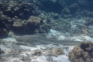 Scuba Diving in the Thailand sea 