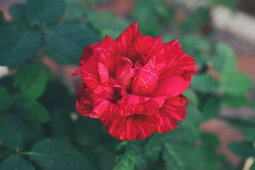 Beautiful of spring red rose flower with green leaves