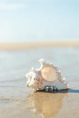 Obraz na płótnie Canvas 砂浜と貝殻