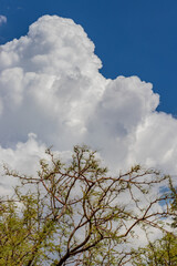 Obraz na płótnie Canvas Large thunderclouds forming over the desert landscape