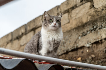 Obraz premium Full body low angle shot of Norwegian Forest Cat looking towards the front while sitting on a rural roof top
